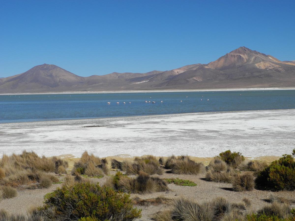 Hostal Vientos Del Altiplano Putre Bagian luar foto